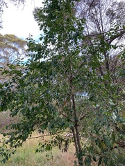 Glochidion ferdinandi