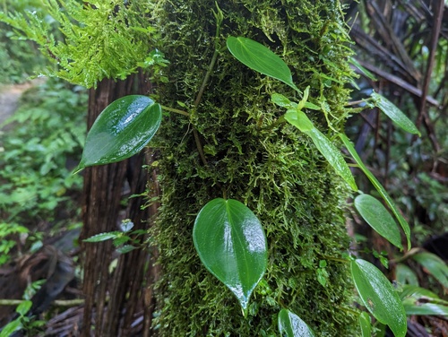 Montane peperomia (Peperomia distachyos)