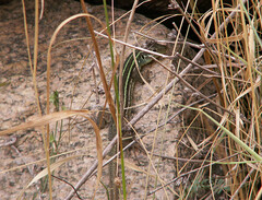 Lacerta diplochondrodes