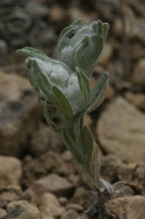 Bombycilaena discolor