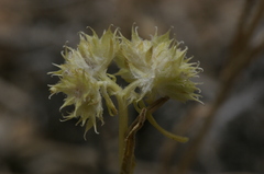 Valerianella discoidea