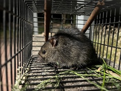 Rattus lutreola