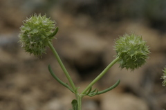 Valerianella discoidea
