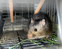 Rattus lutreola