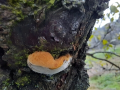Phellinus pomaceus