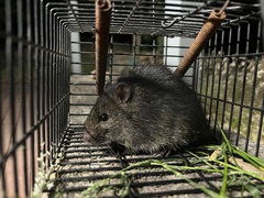 Rattus lutreola