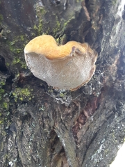 Phellinus pomaceus