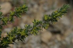 Thymelaea argentata