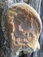 Phellinus pomaceus