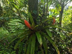 Guzmania berteroniana