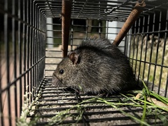 Rattus lutreola