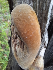 Phellinus pomaceus