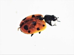 Coccinella undecimpunctata