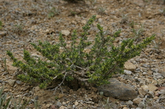 Thymelaea argentata