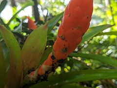 Guzmania berteroniana
