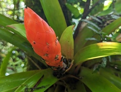 Guzmania berteroniana