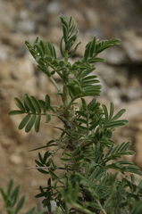 Astragalus armatus numidicus