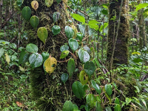 Montane peperomia (Peperomia distachyos)