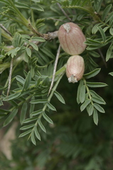 Astragalus armatus numidicus