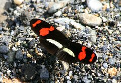 Heliconius telesiphe