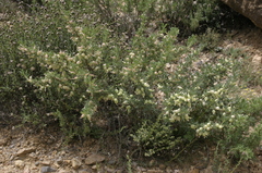 Astragalus armatus numidicus