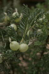 Astragalus armatus numidicus