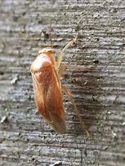 Agnocoris