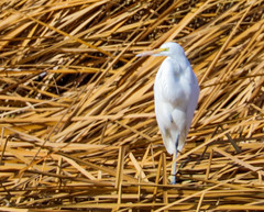 Ardea alba