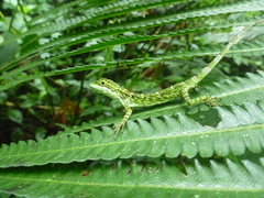 Pseudocalotes tympanistriga