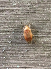 Agnocoris