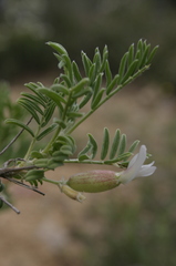 Astragalus armatus numidicus