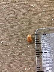 Agnocoris
