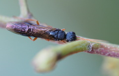 Xiphydriidae