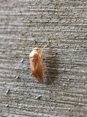 Agnocoris