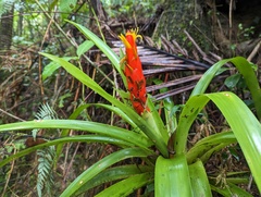 Guzmania berteroniana