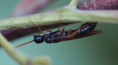 Xiphydriidae