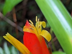 Guzmania berteroniana