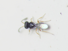 Scelionidae
