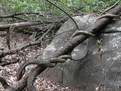 Anodendron parviflorum