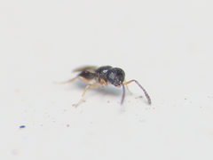 Scelionidae