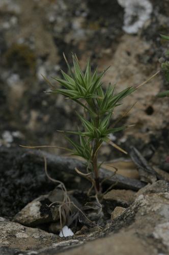 Minuartia montana subsp. montana image