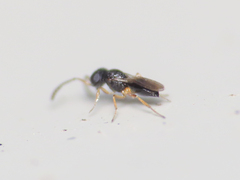 Scelionidae