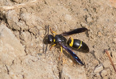 Ancistrocerus spinolae