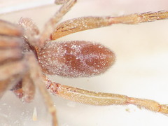 Harpactea longobarda