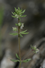 Galium parisiense