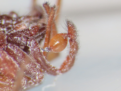 Harpactea longobarda