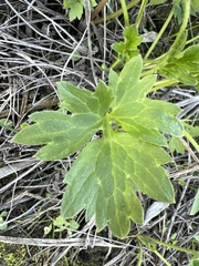 Ranunculus californicus