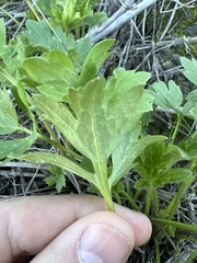 Ranunculus californicus