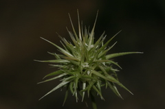 Echinaria capitata