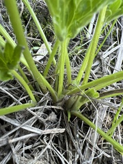 Ranunculus californicus